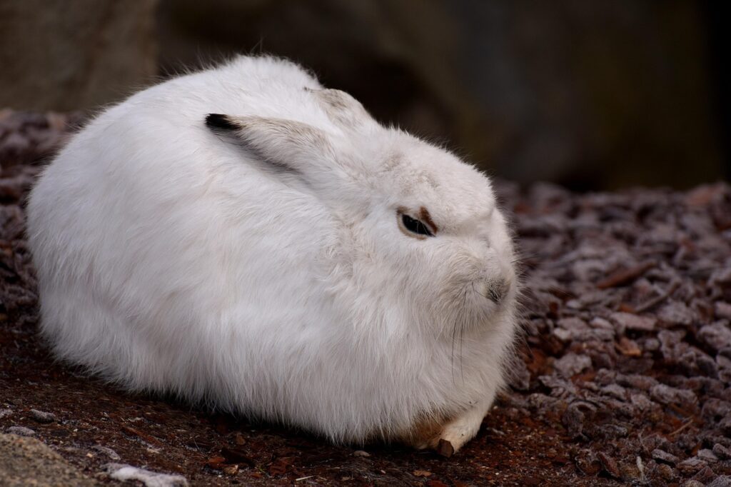 Schneehase, Alpenschneehase, Klimawandel