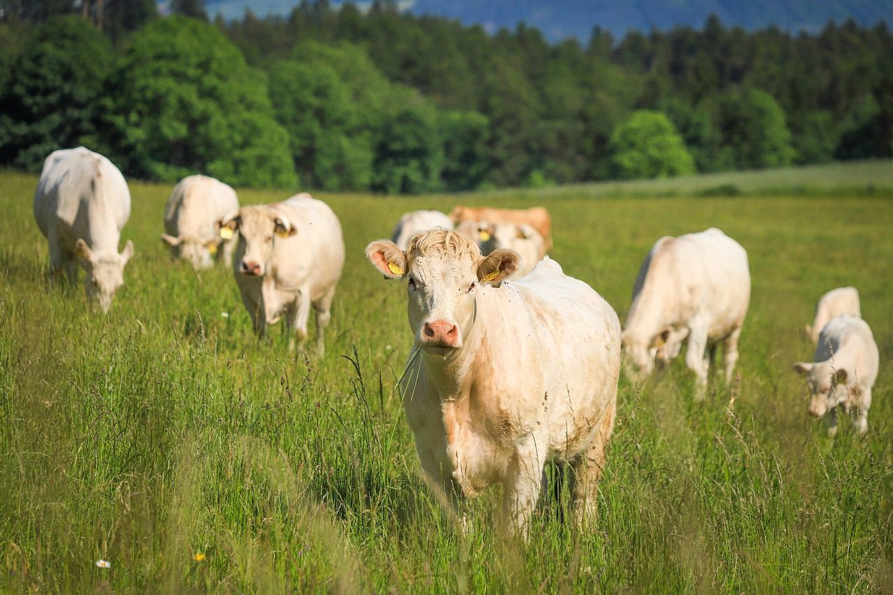 Kühe Methan, Landwirtschaft, Treibhausgas